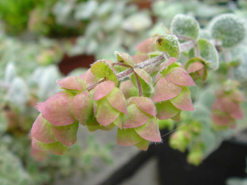 Origanum dictamnus 4